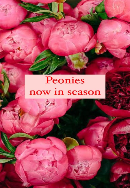 Peony main page photo